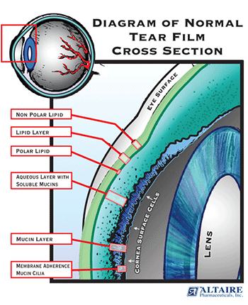 Diagram of a Normal Tear Film Cross section