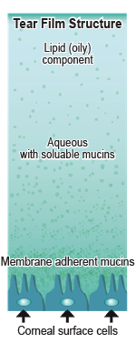 Tear film structure Tear film structure